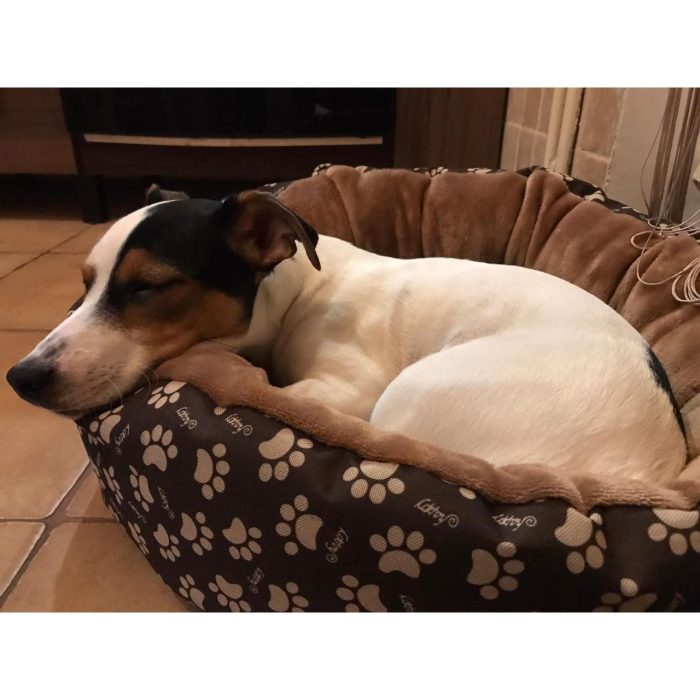 Culcus moale cu perna pentru caine pisica crem 50 cm 7