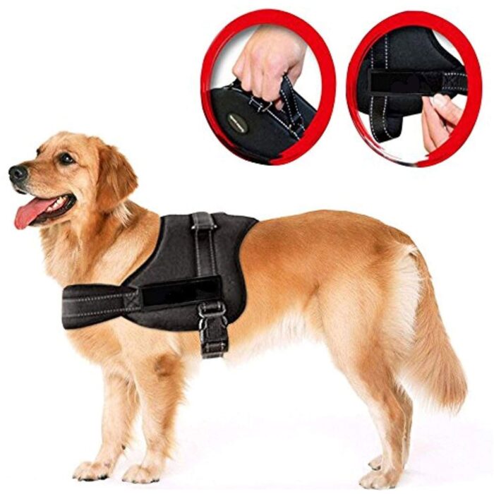 senior pet dog 21